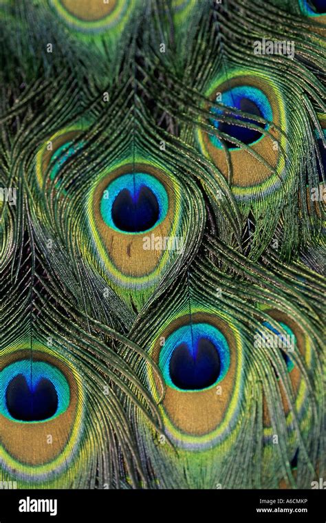 Close-up of peacock feathers Stock Photo - Alamy