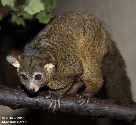 a small animal sitting on top of a branch