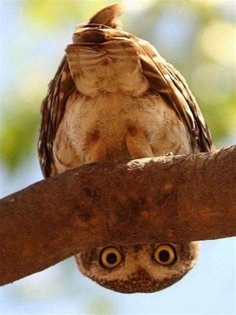 Pin by Seval . on ANIMALS ️ 2 | Owl, Beautiful owl, Animals beautiful