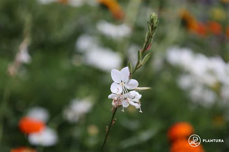 Gaura: location, pruning & overwintering - Plantura