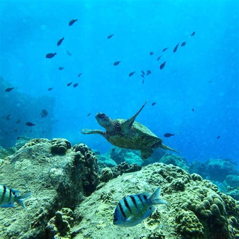 Hawaiian Green Sea Turtle : r/pics