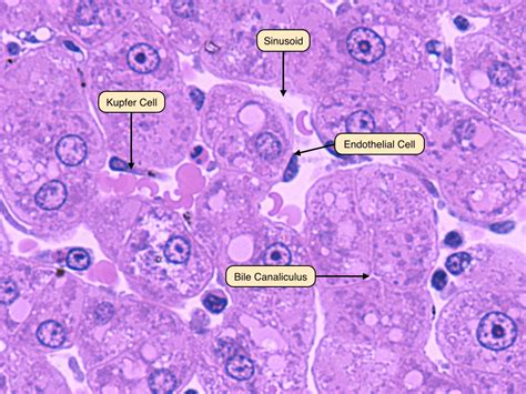 Bile Canaliculi Histology