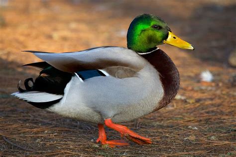 Mallard (Anas platyrhynchos) | Connecticut's Beardsley Zoo | Mallard duck, Mallard, Swans art