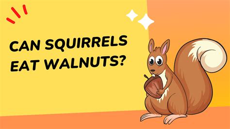 Can Squirrels Eat Walnuts? | Squirrel Savvy