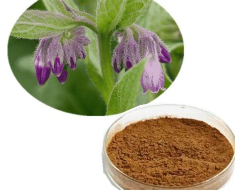 Comfrey Root Powder Benefits | skt.zst.tarnow.pl