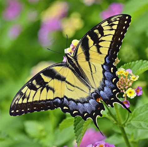 Eastern Tiger Swallowtail (female).jpg | BirdForum