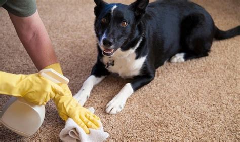 Homemade Carpet Cleaners For Pet Stains | Bond Cleaning In Gold Coast