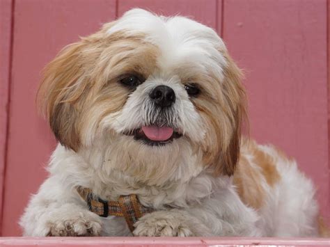 Dog Breeds That Live The Longest - Business Insider