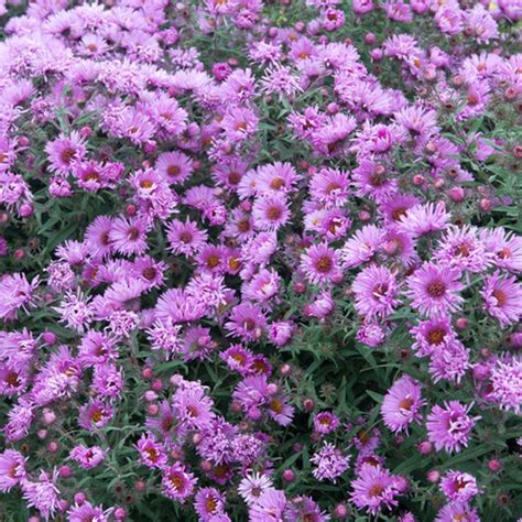 Aster novae angliae, New England Aster | American Meadows