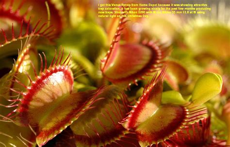 Carnivorous Plants/Insectivorous Plants in the Wilderness