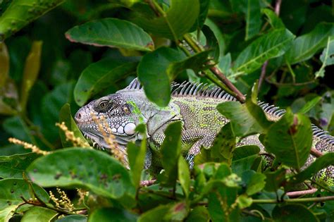 Deep in the Brazilian Pantanal Wetland | Eryn On Earth