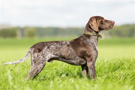 German Shorthaired Pointer Information - Dog Breeds at dogthelove