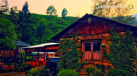 Tea Gardens of Darjeeling Tour with Homestays near Tea Gardens