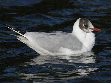 British gulls: Black-headed Gull and Mediterranean Gull | Wildlife Insight