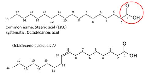 Fatty Acid Naming Flashcards | Quizlet