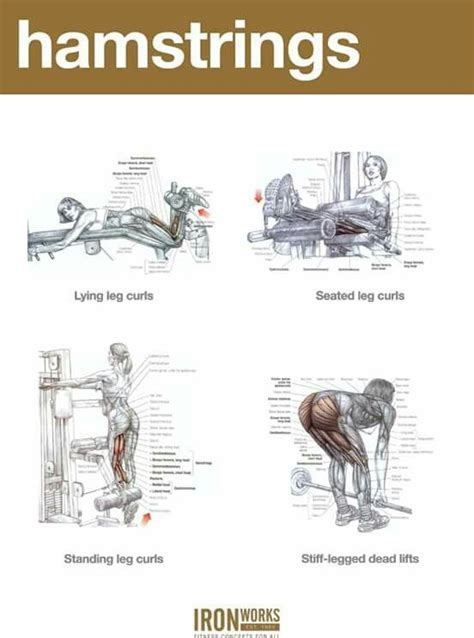 Hamstrings | Hamstring workout, Calf exercises, Workout chart