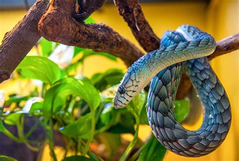 Snake Terrariums 101: Your Guide to Safe Cleaners