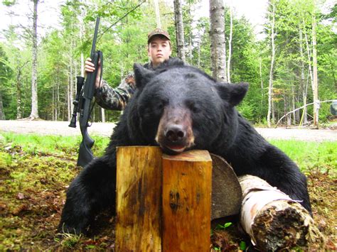 Maine bear hunting, Maine black bear hunts, Bear Hunting