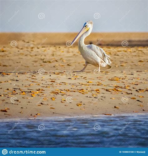 White Pelican Pelecanus Rufescens is Going on the Beach in the Sea ...