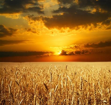 Sunset Wheat Field — Stock Photo © LLEPOD #102260528