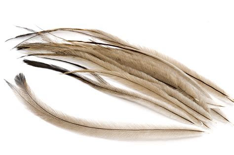 Emu feathers used in fly tying