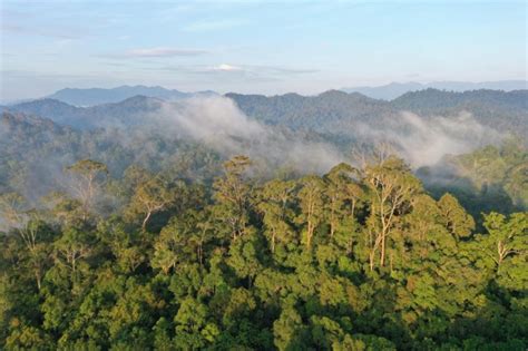 Betahita | KLHK Harus Tetapkan 34 Juta Hektare Kawasan Hutan pada 2023