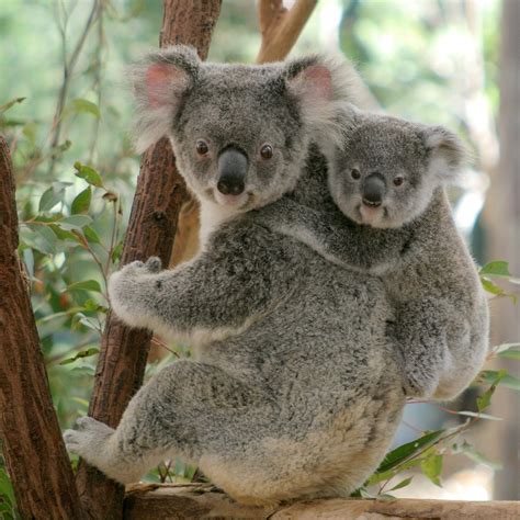 Lone Pine Koala Sanctuary (Brisbane) - All You Need to Know BEFORE You Go