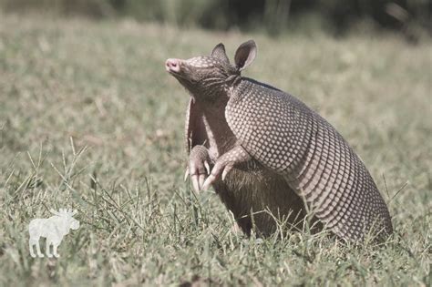 How Does An Armadillo Protect Itself? — Forest Wildlife