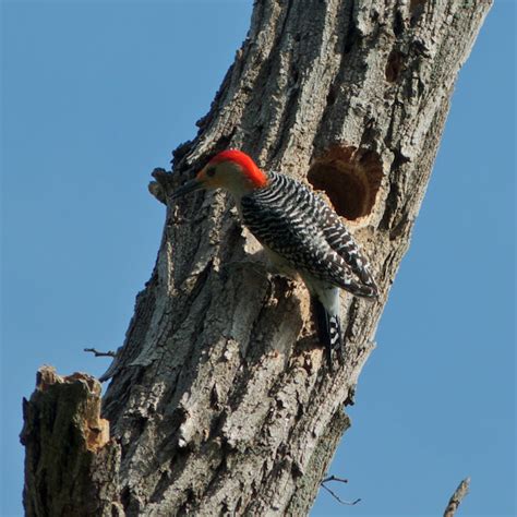 Red-bellied Woodpecker nest | Project Noah