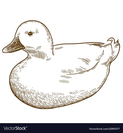 Engraving drawing of white duck bird Royalty Free Vector