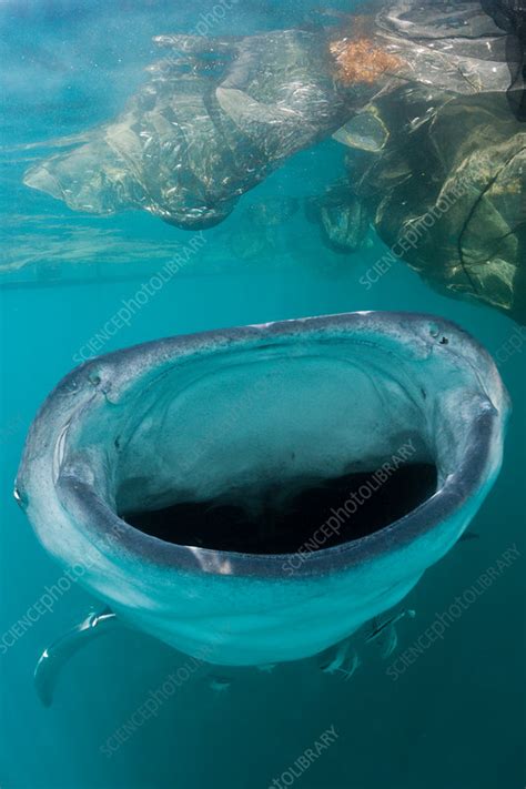 Feeding Whale Shark - Stock Image - C031/9209 - Science Photo Library