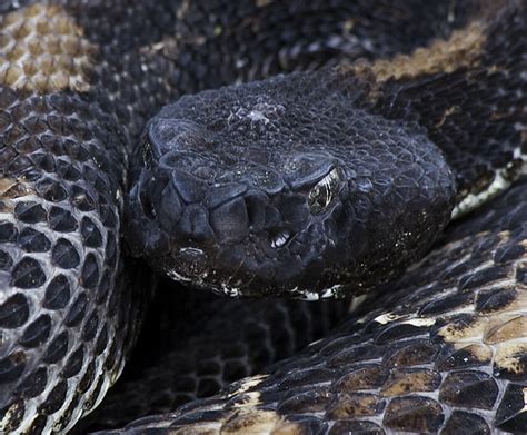 Black Timber Rattlesnake 001 | I was surprised how docile th… | Flickr