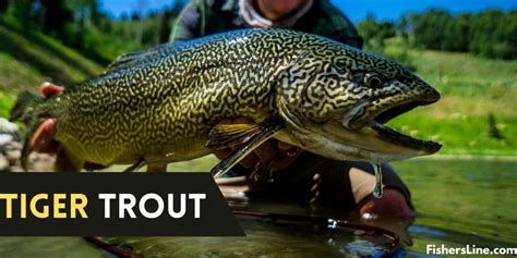 Tiger Trout Profile - How to Identify a Tiger Trout