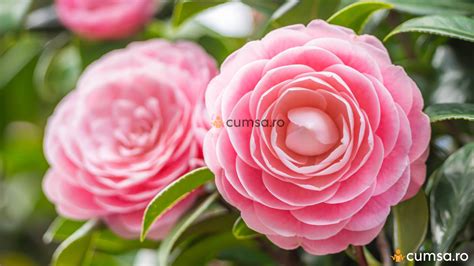 Cum sa cresti Camellia japonica. Ingrijire, inmultire, boli si daunatori - cumsa.ro