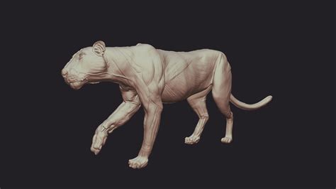 Bengal Tiger Anatomy - 3D model by Adrian Ngwenya (@saart188) [d6c79ba ...