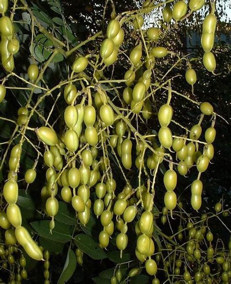 10 Japanese Pagoda Tree Seeds - Styphnolobium japonicum - Walmart.com