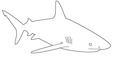 Free Shark Template by dragonlove12345 on DeviantArt