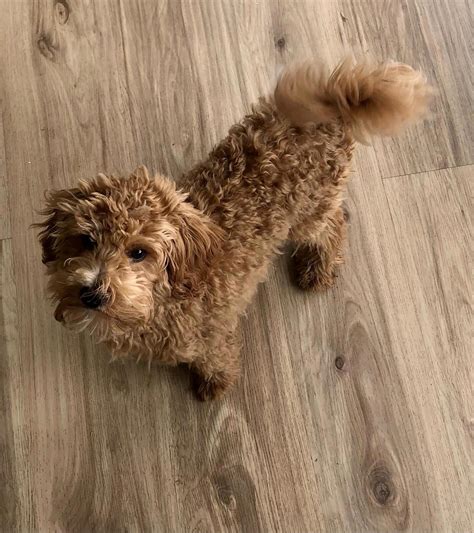 Adorable Maltipoo is ready for adoption. - Beverly Hills Burton North