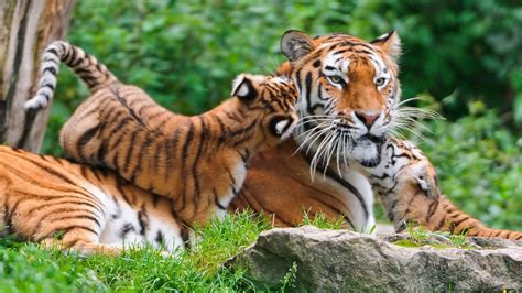 #321374 Tiger, Cub, 4K, 3840x2160 - Rare Gallery HD Wallpapers