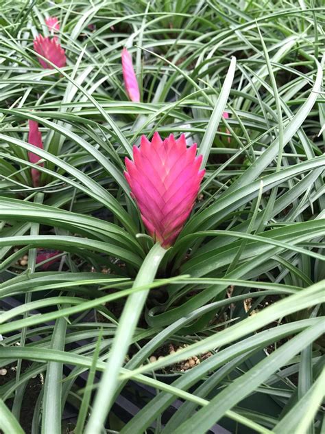 .4″ Tillandsia Cyanea – Tri State Foliage In-House Availability