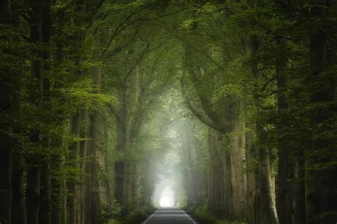 old forest photography - Google Search | Forest road, Foggy forest, Forest photography