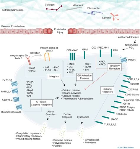 Platelet Activation Overview