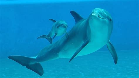 Baby dolphin born at the Mirage