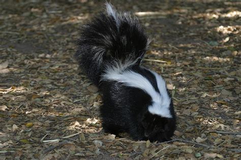 Striped Skunk - Mephitis mephitis | Wildlife Journal Junior