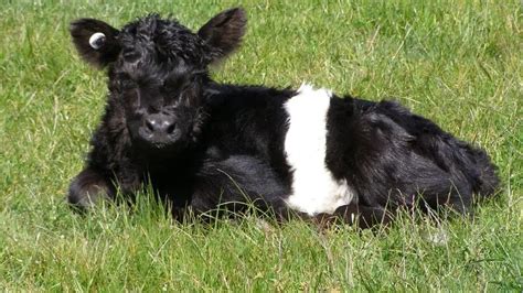 What is a Belted Galloway? - Torfoot Farm Belted Galloways