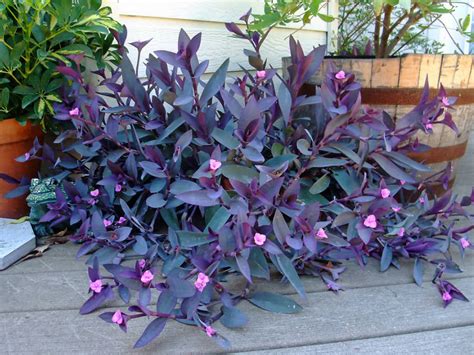 Tradescantia pallida «niña en barco» - Id Plantae