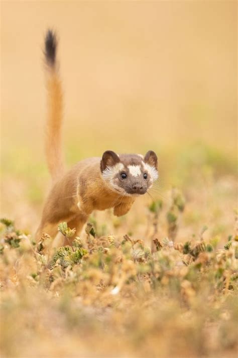 Vertical Closeup of a Long-tailed Weasel Hunting. Neogale Frenata Stock Photo - Image of hunting ...