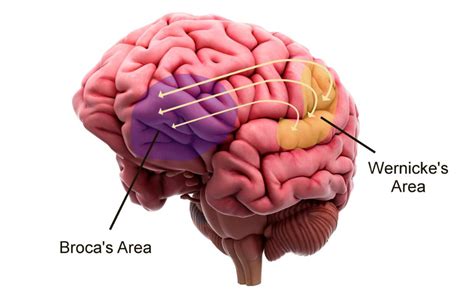 Difference Between Broca's Area and Wernicke's Area in the Brain - Bodytomy | Нейроны ...