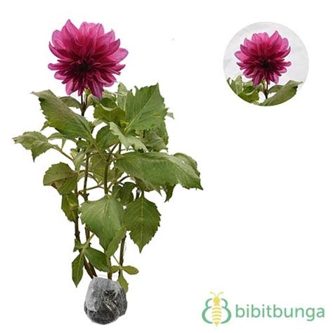 Jual Tanaman Dahlia Ungu Bangkok - BibitBunga.com