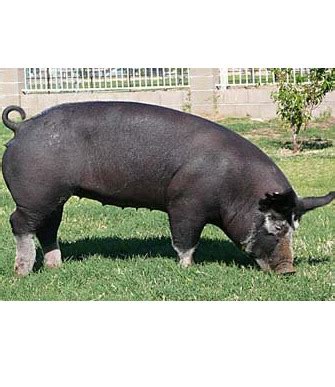 Domestic Pig Breeds Flashcards | Memorang